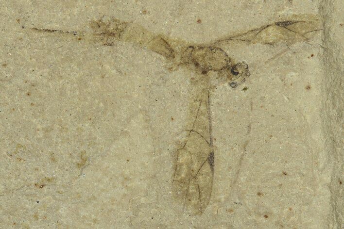 Fossil Wasp (Hymenoptera) with Preserved Ovipositor - Utah #368765